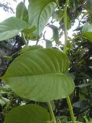 Passiflora quadrangularis