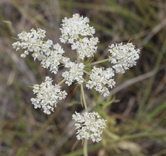 Eurytaenia hinckleyi