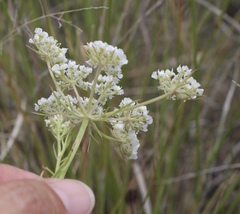 Eurytaenia hinckleyi