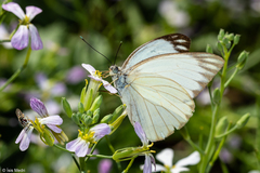 Ascia monuste orseis