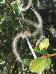 Cercocarpus betuloides betuloides