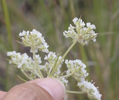 Eurytaenia hinckleyi