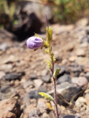 Phacelia viscida viscida