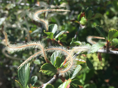Cercocarpus betuloides betuloides