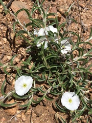 Evolvulus sericeus