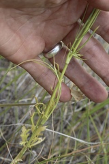 Eurytaenia hinckleyi