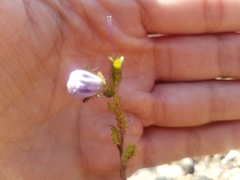 Phacelia viscida viscida