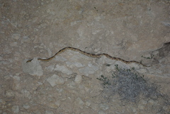 Bogertophis subocularis