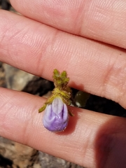 Phacelia viscida viscida