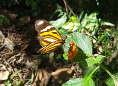 Heliconius ethilla narcaea
