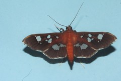 Phostria oajacalis