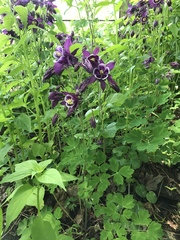 Aquilegia vulgaris