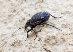 Carabus scabrosus