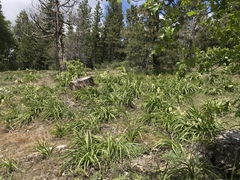 Toxicoscordion venenosum