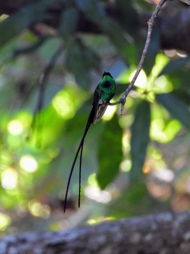 Black-billed Streamertail (Trochilus scitulus)