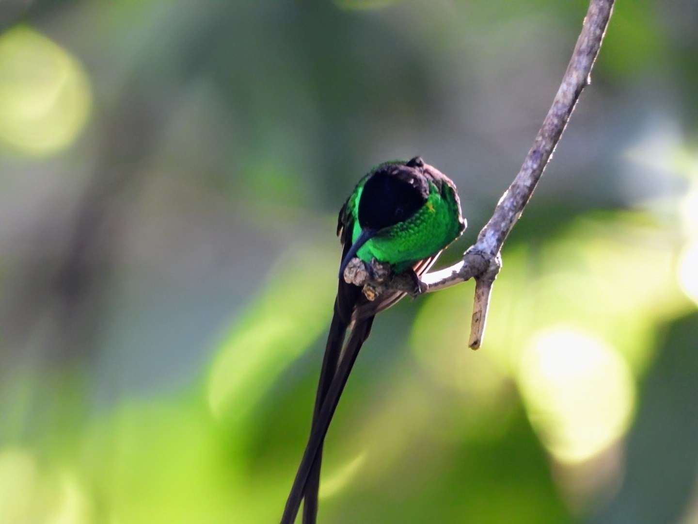 Black-billed Streamertail (Trochilus scitulus), photo 2