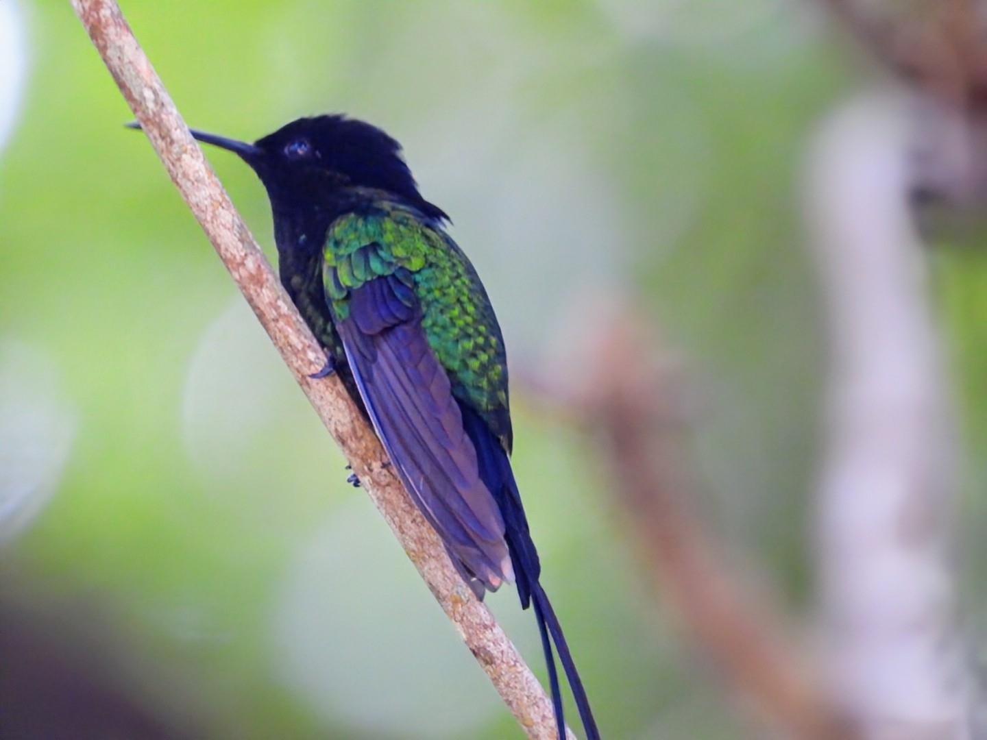 Black-billed Streamertail (Trochilus scitulus), photo 3