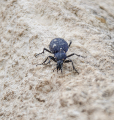 Carabus scabrosus
