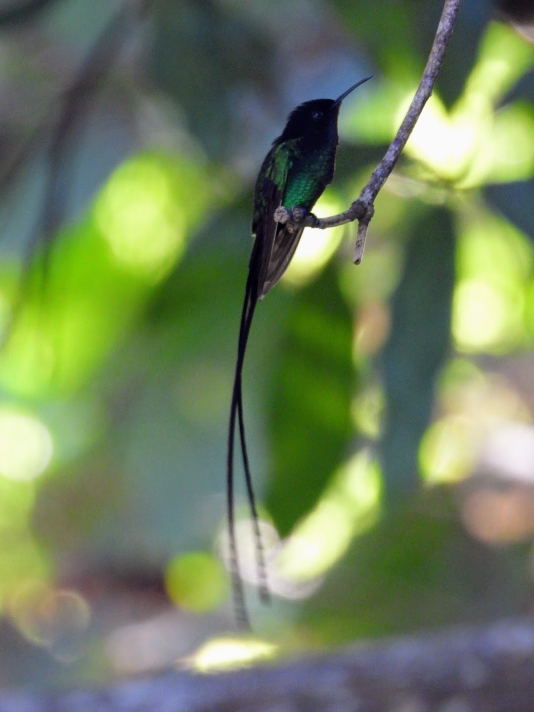 Black-billed Streamertail (Trochilus scitulus), photo 4