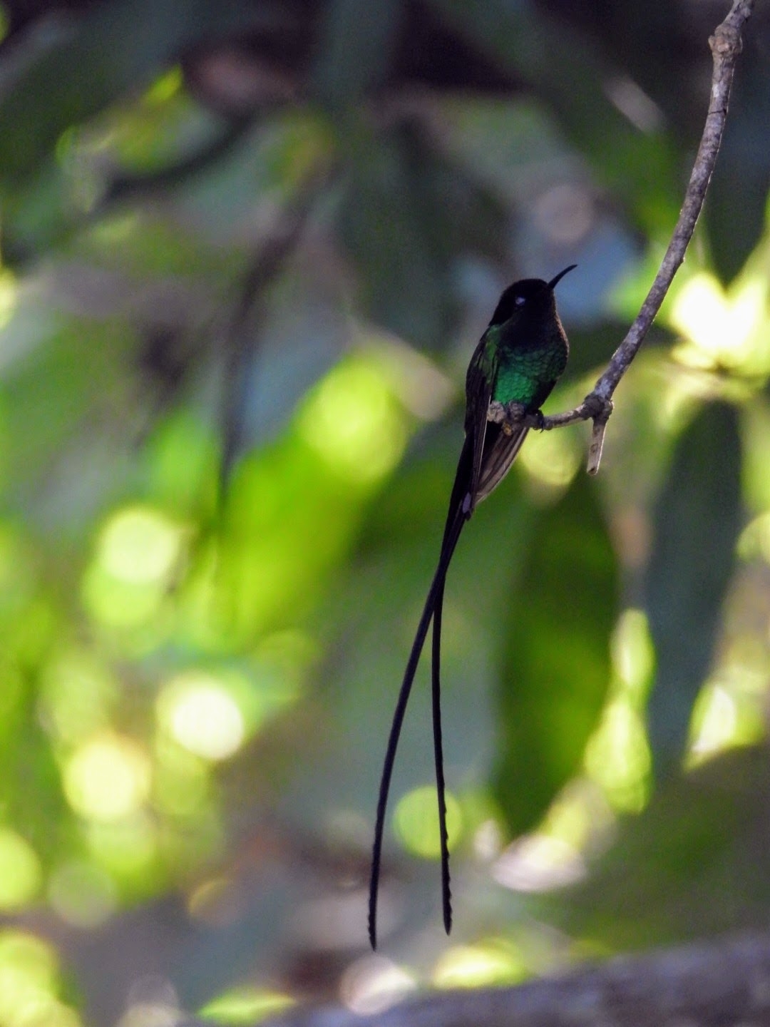 Black-billed Streamertail (Trochilus scitulus), photo 5