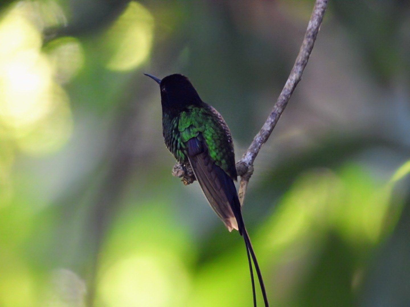 Black-billed Streamertail (Trochilus scitulus), photo 6