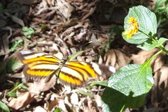 Heliconius ethilla narcaea