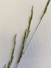 Deschampsia elongata