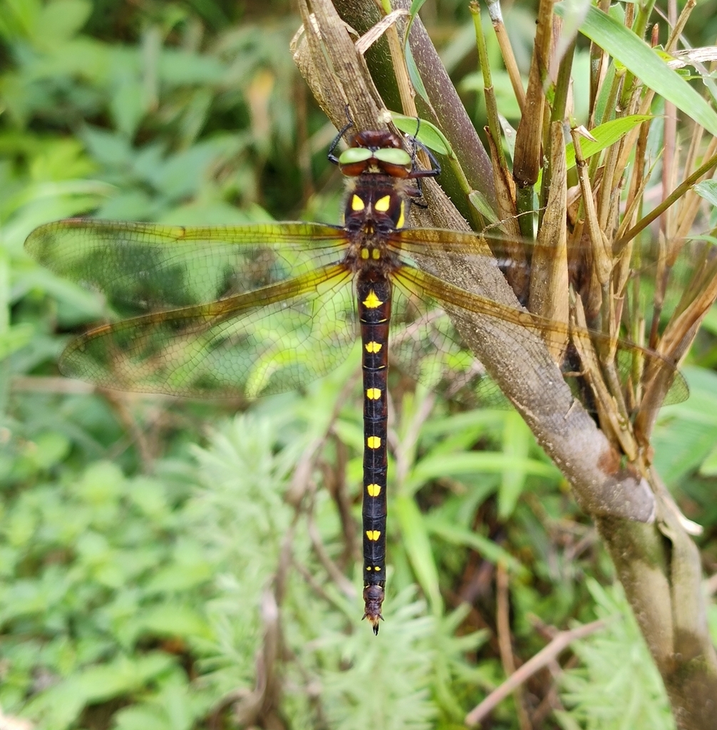 Neallogaster hermionae