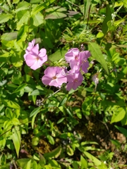 Phlox pulchra