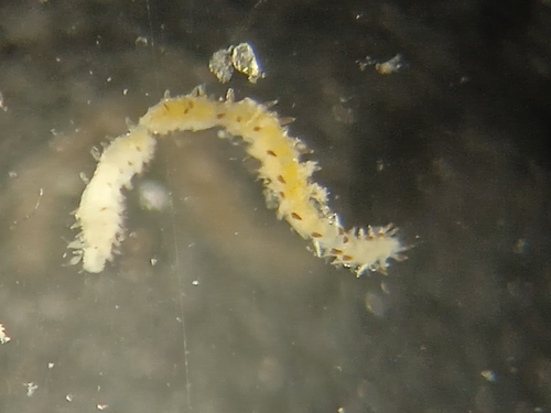 Representative image of Brania