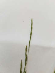 Deschampsia elongata