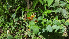 Heliconius ethilla narcaea