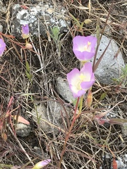 Clarkia arcuata