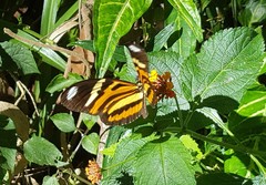 Heliconius ethilla narcaea