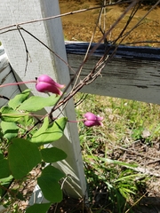 Clematis glaucophylla