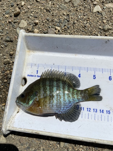 Bluegill