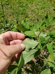 Clematis glaucophylla