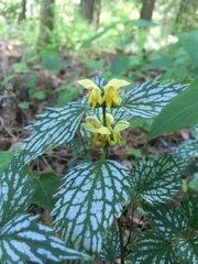 Lamium galeobdolon flavidum