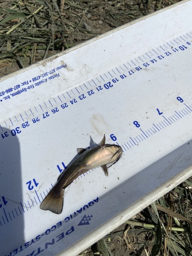 Black Bullhead