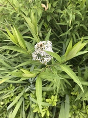 Amsonia tabernaemontana