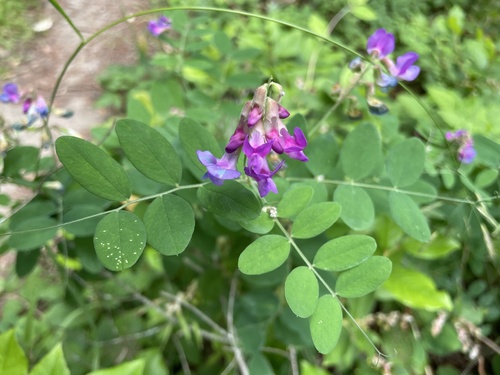 Lathyrus nevadensis