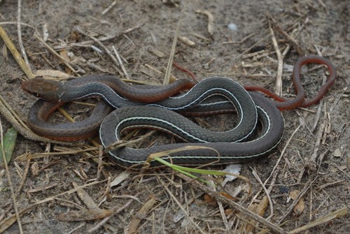 Schott's Whipsnake