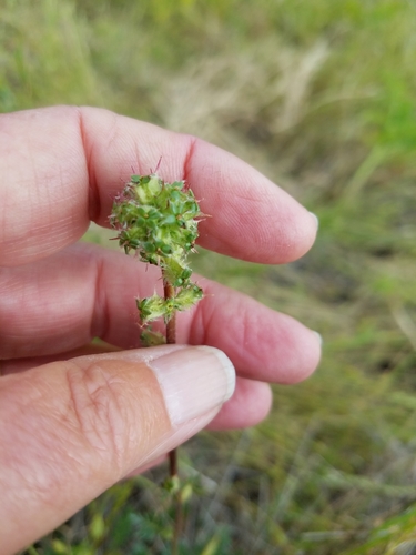 Argentinian biddy-biddy (Acaena pinnatifida)