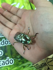 Chrysina chrysargyrea