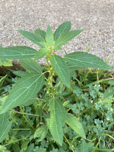 Image of Acalypha virginica by (c) Annika Lindqvist, some rights reserved (CC BY)