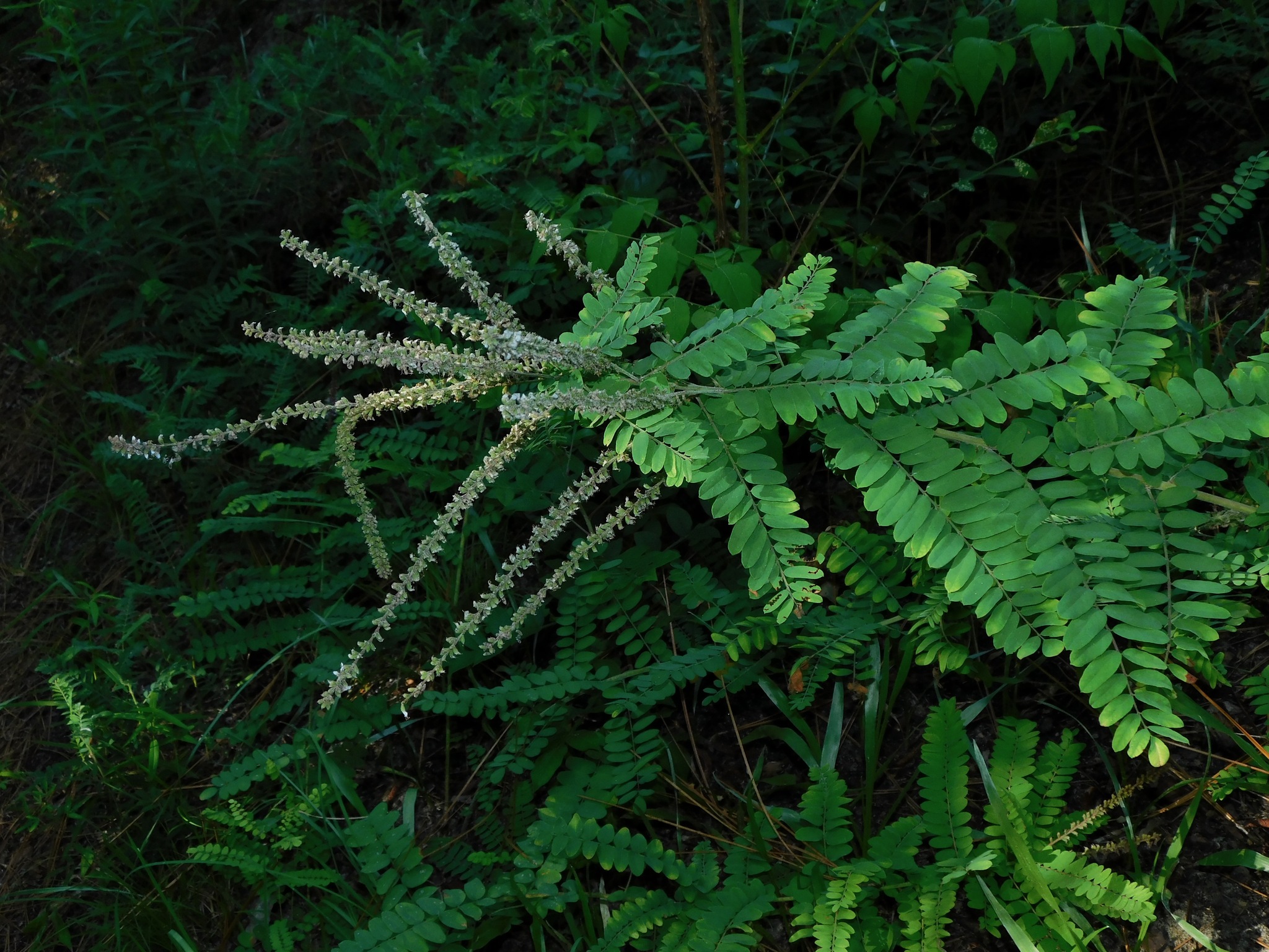 Amorpha herbacea