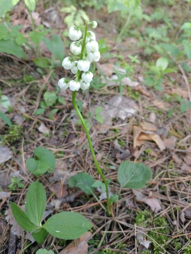 Image of Pyrola media by (c) Елена Кизилова, some rights reserved (CC BY)