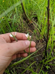Sisyrinchium albidum