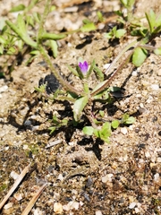 Githopsis diffusa robusta