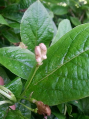 Lonicera alpigena